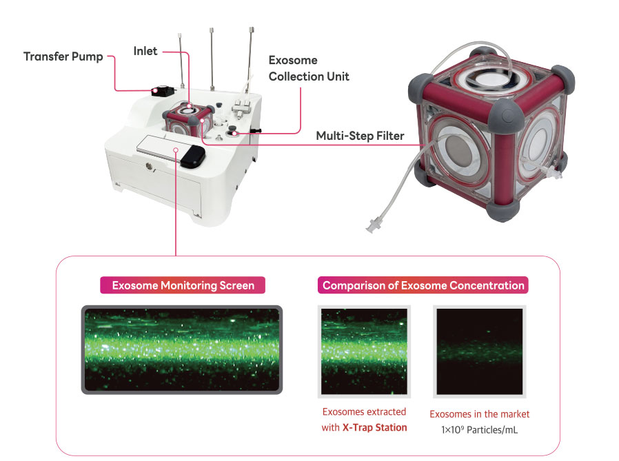 Structure and visualization of exosomes using See-X